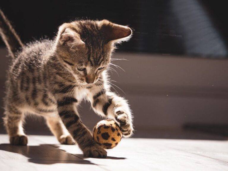 Come eliminare l'odore di urina del gatto dal divano | Pulizia divani Milano, La Mano Magica